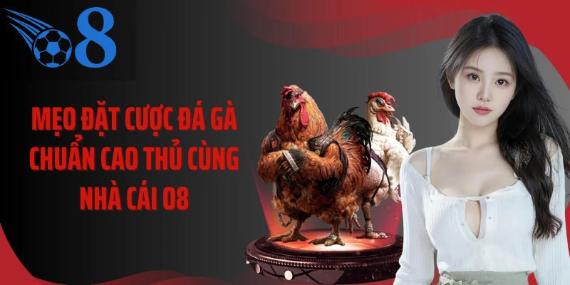 Mẹo đặt cược đá gà chuẩn cao thủ cùng nhà cái O8