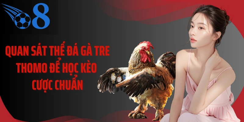 Quan sát thế đá gà tre Thomo để học kèo cược chuẩn